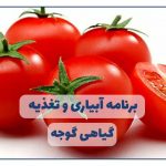 برنامه کامل آبیاری و تغذیه گوجه فرنگی