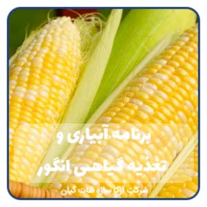 برنامه کامل آبیاری و تغذیه ذرت