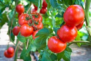 تغذیه گیاهی گوجه فرنگی و برنامه کامل آبیاری