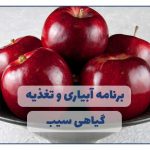 برنامه آبیاری و تغذیه درخت سیب