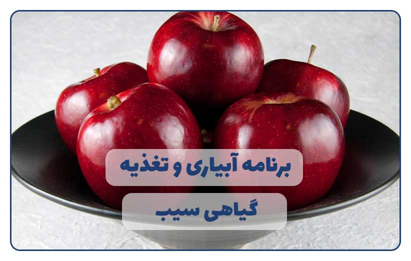 برنامه آبیاری و تغذیه درخت سیب