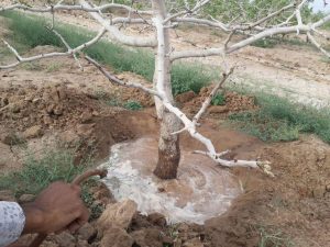 آب استارت درختان پسته در فصل بهار | شرکت آرکا سازه قنات کیان